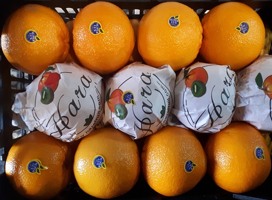 orange-mandarin-citrus-kiwi-fruit-supply