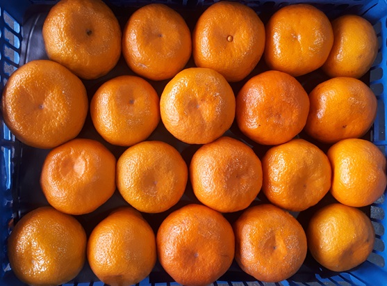 orange-mandarin-citrus-kiwi-fruit-supply