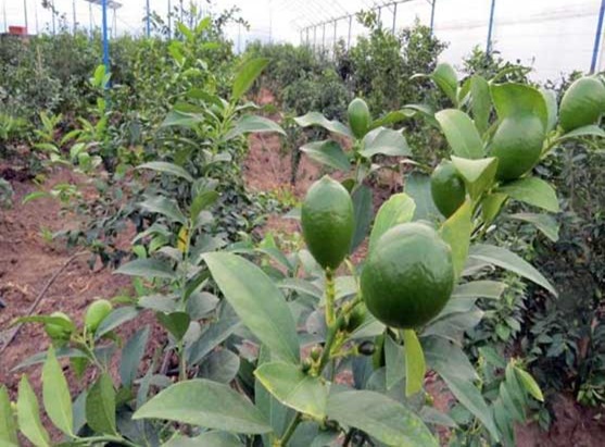 orange-mandarin-citrus-kiwi-fruit-supply